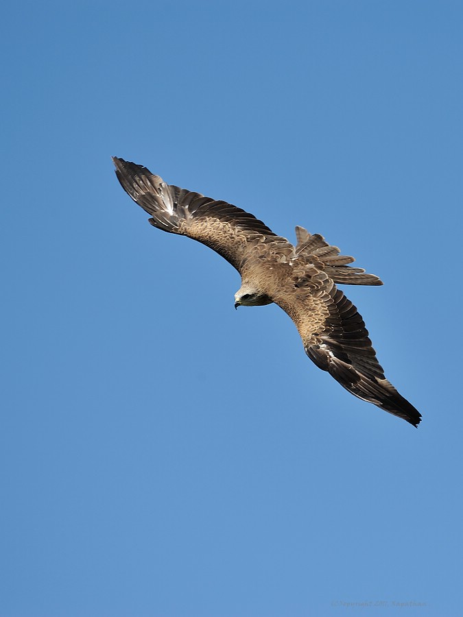 X Adler im Anflug