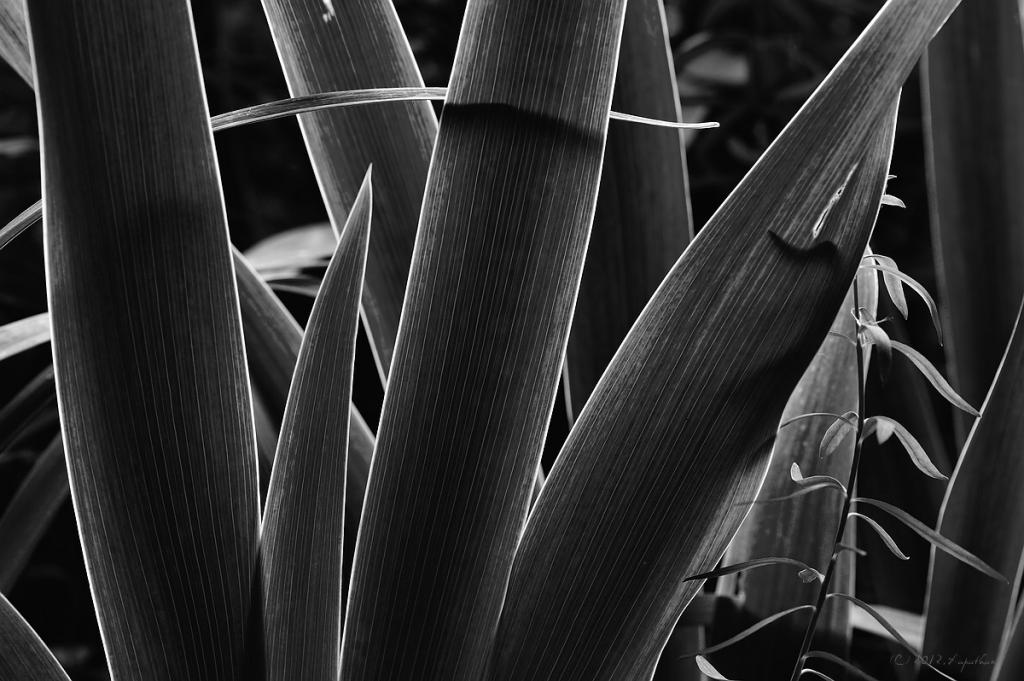 X blaetter bw