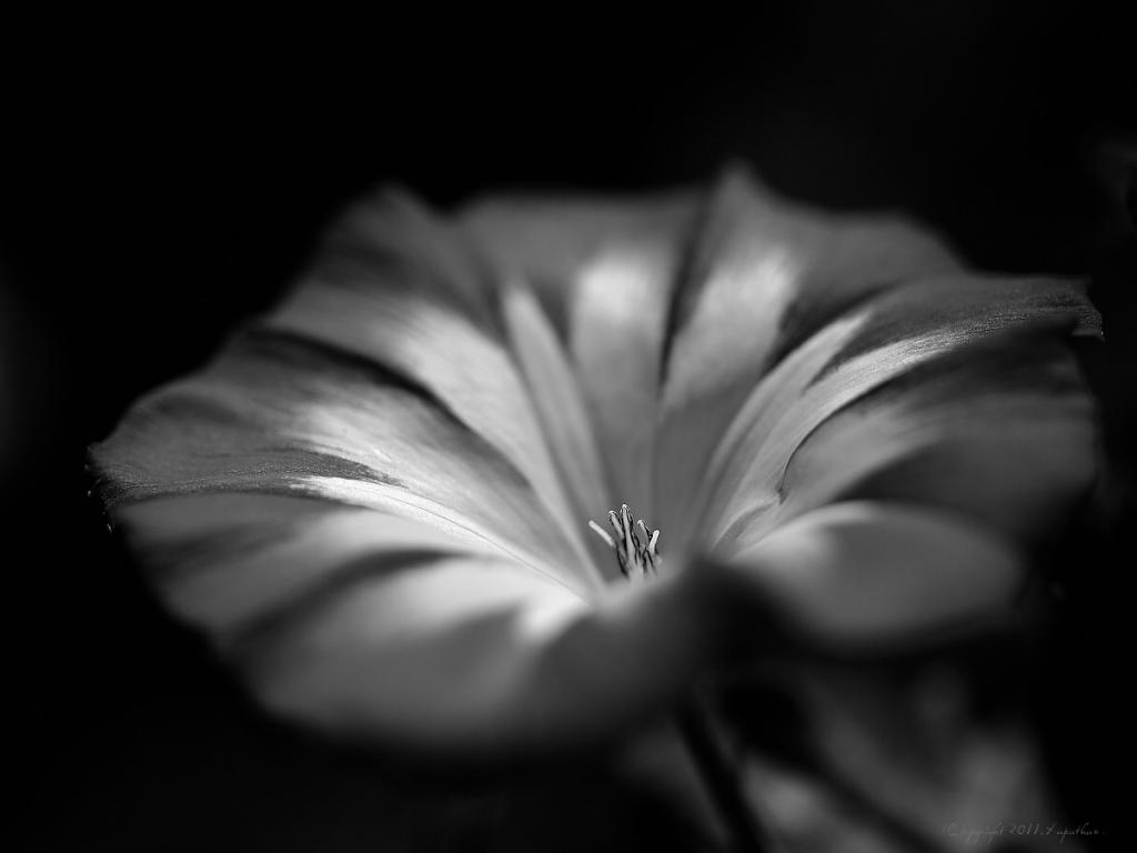 X blue blossom bw