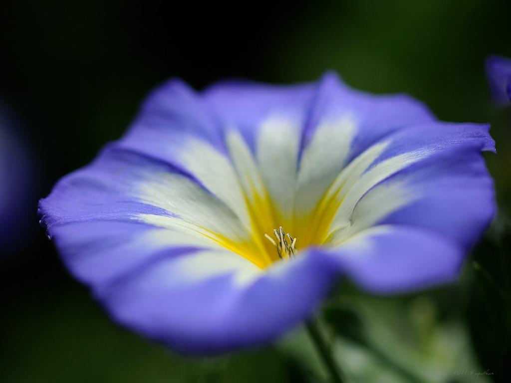 X blue blossom