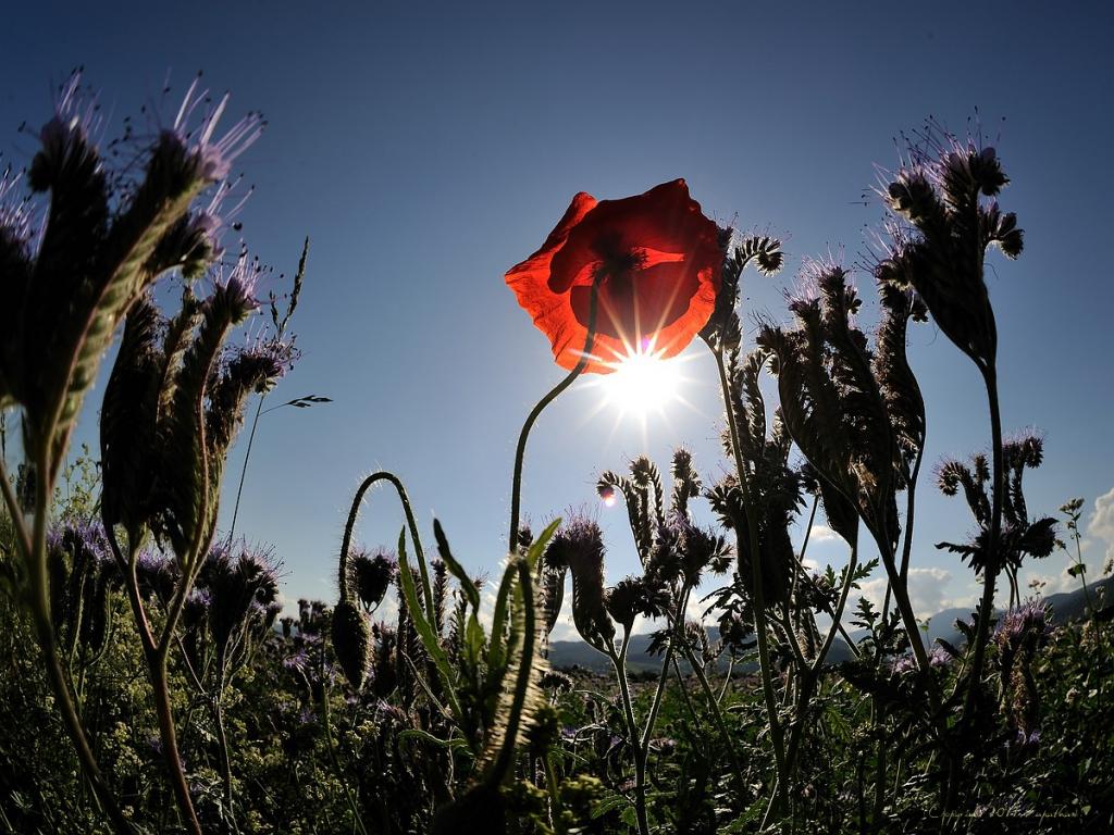X klatschmohn gegen die Sonne