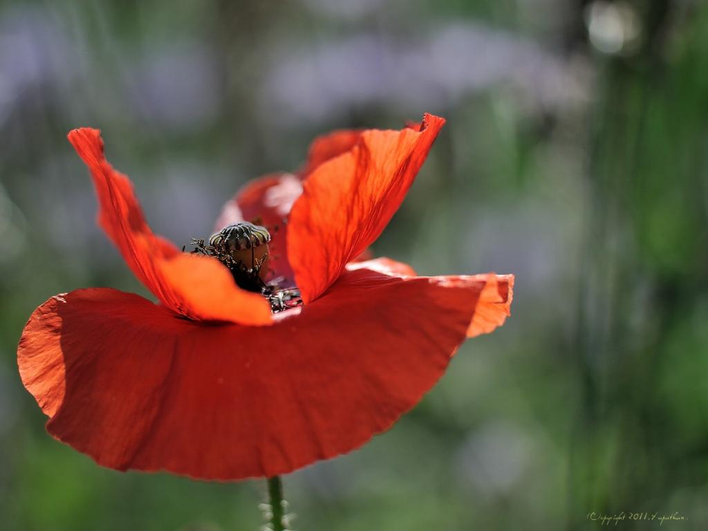 X Klatschmohn offen