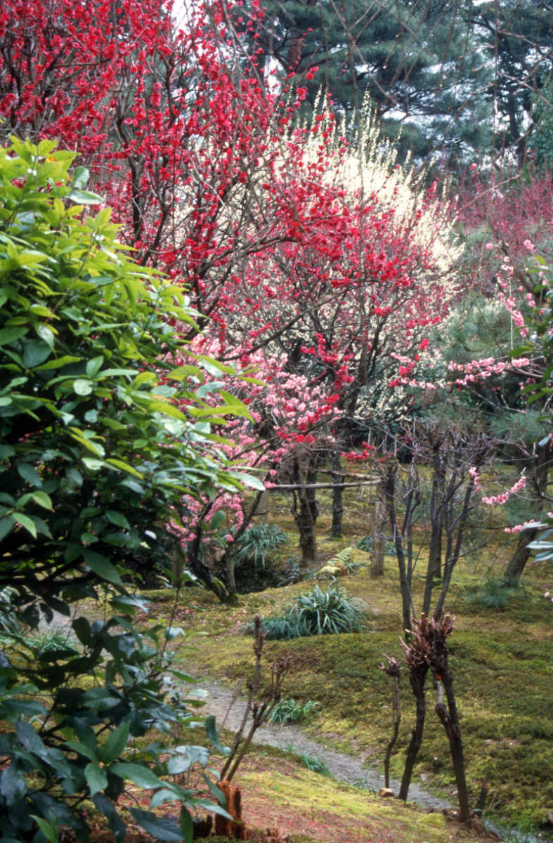 x Kyoto, Unbekannter Park.jpg