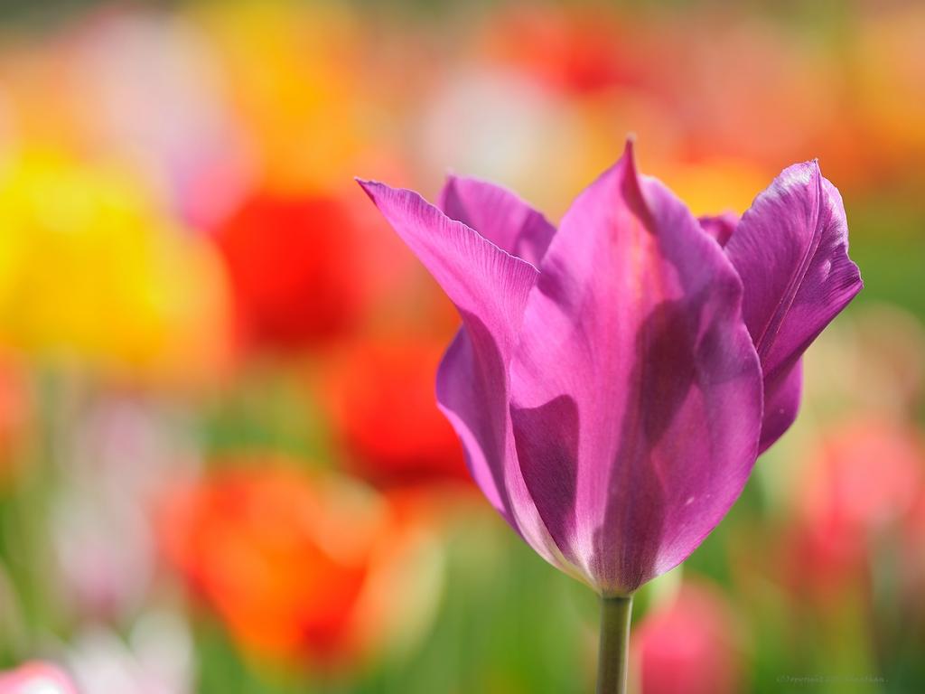 X lila Tulpe web