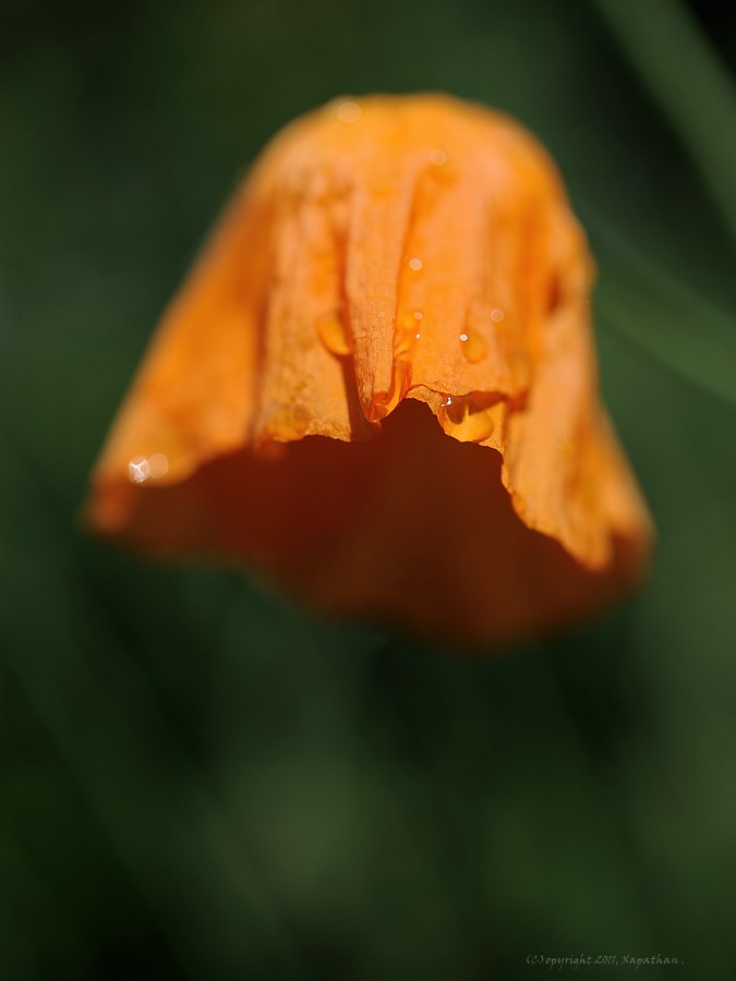 X mohn nach dem Regen