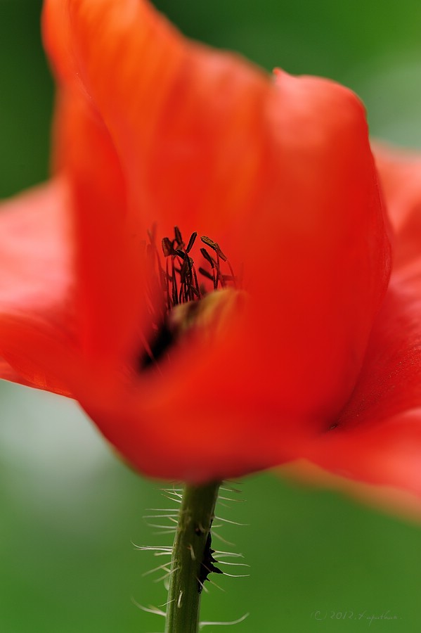 X mohnbluetenstempel