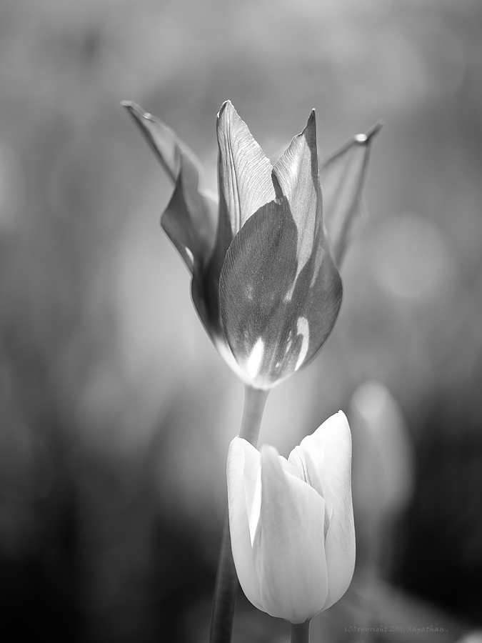 X pastelltulpen v22 bw web