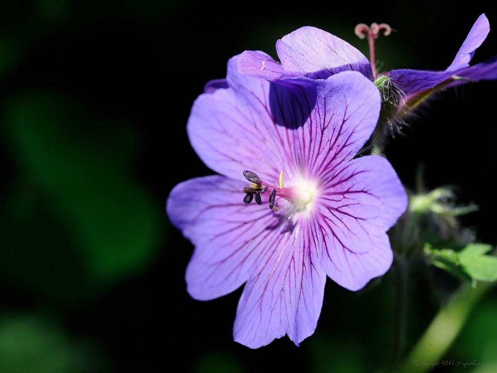 X purple blossom