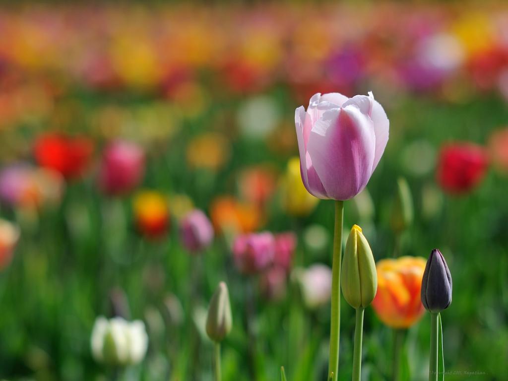 X rosa weisse Tulpe 2 web
