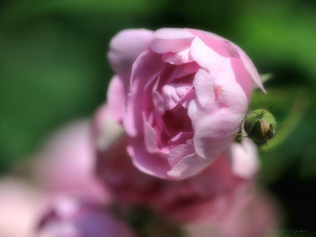 X Rose soft