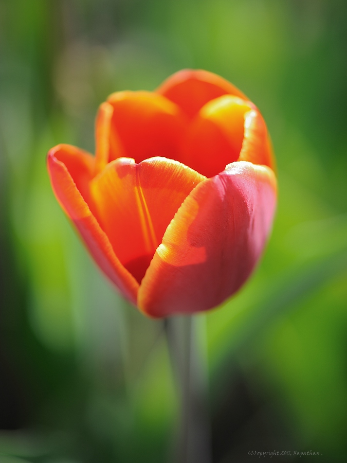 X rot gelbe Tulpe web