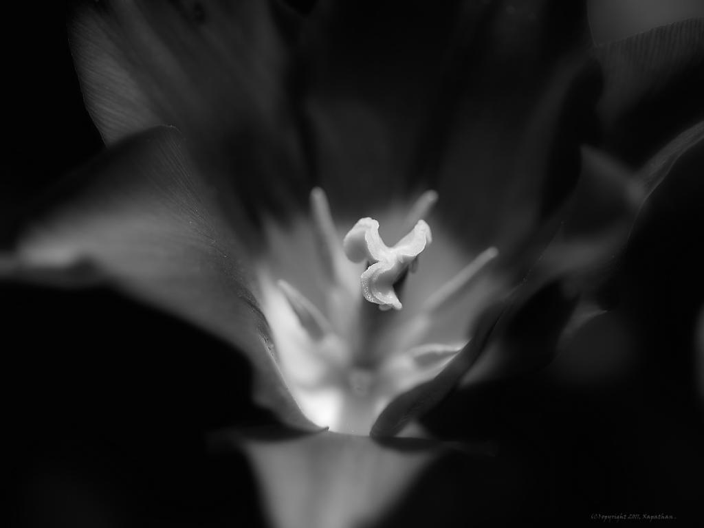 X stempel einer lila Tulpe v bw web