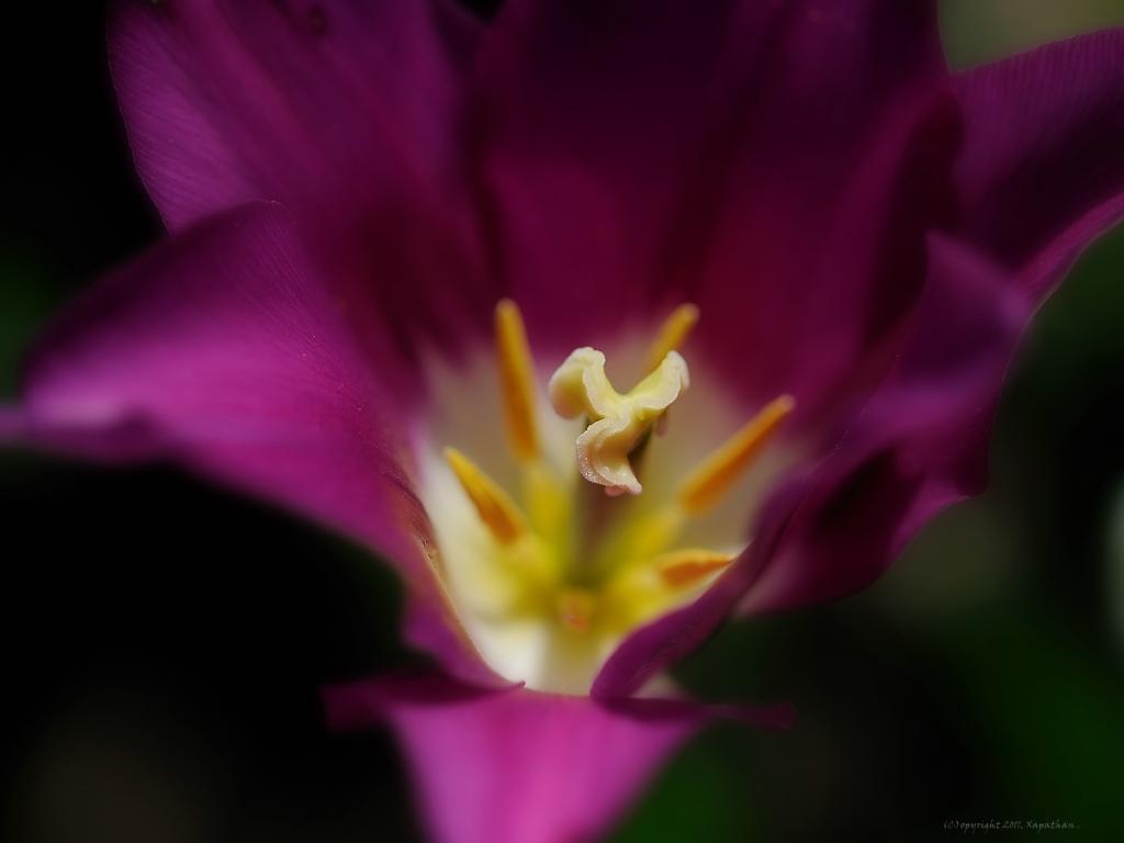 X stempel einer lila Tulpe v web