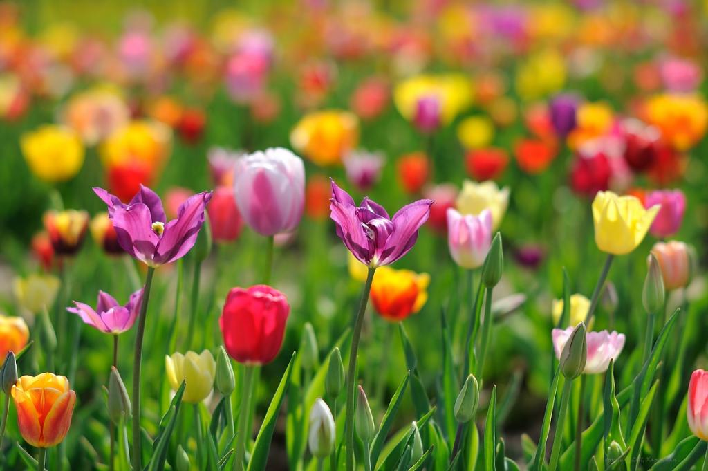 X Tulpenwiese web