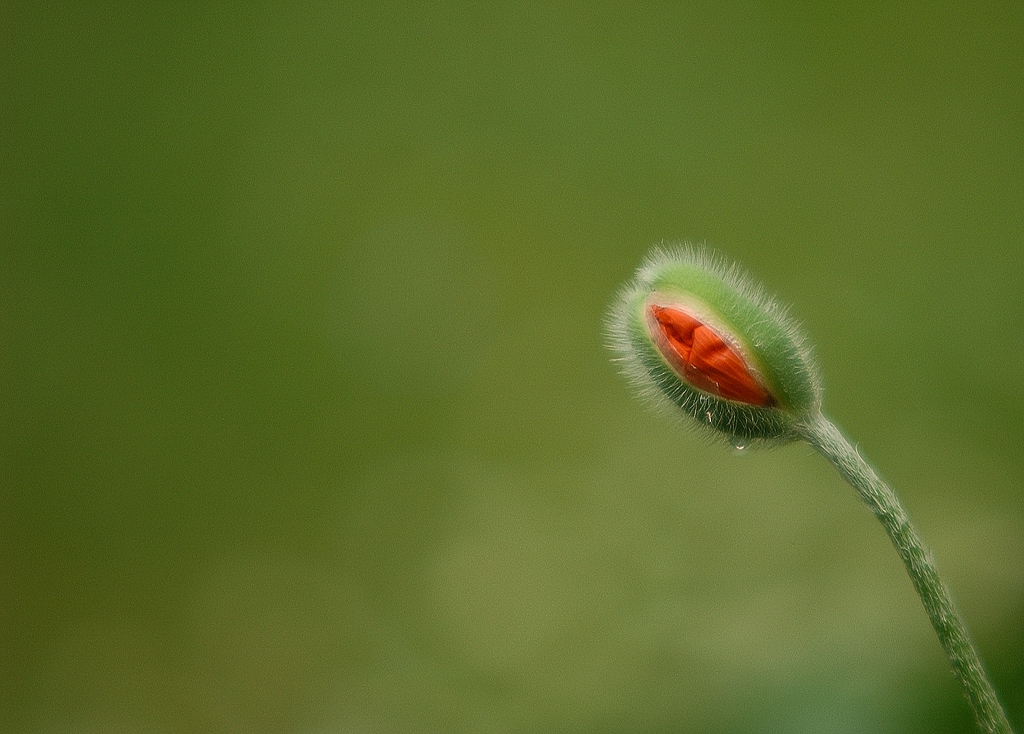 xDSC 0930 300