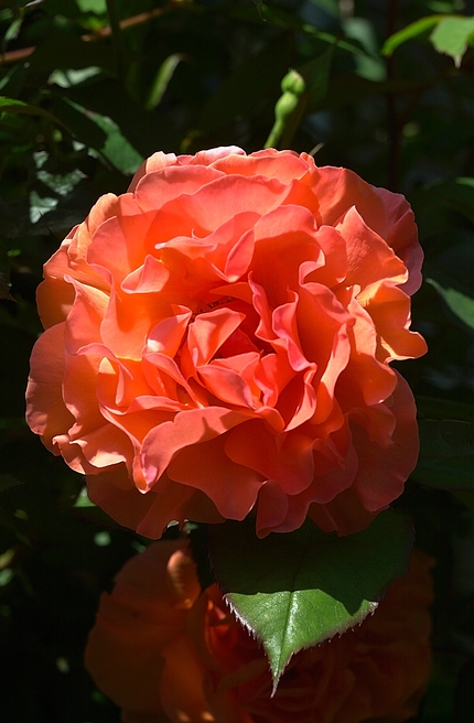 xDSC 5976 125