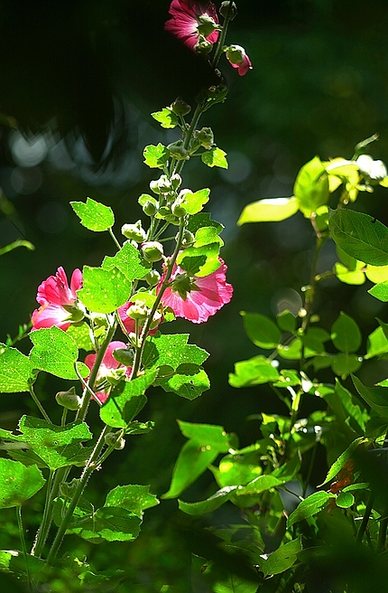 xDSC 6776 2084