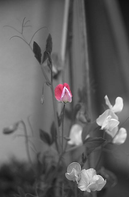 xDSC 6935 2496