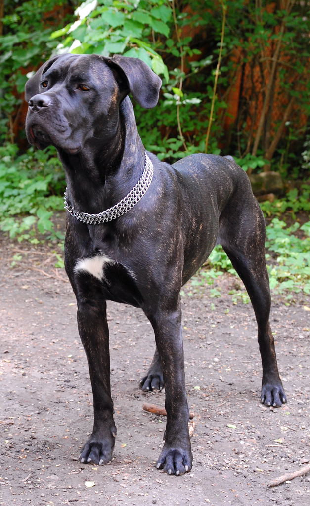 Xena
D40
Sigma 17-70/2.8-4.0 OS HSM