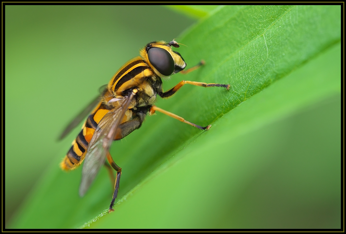 xRiFe Schwebefliege