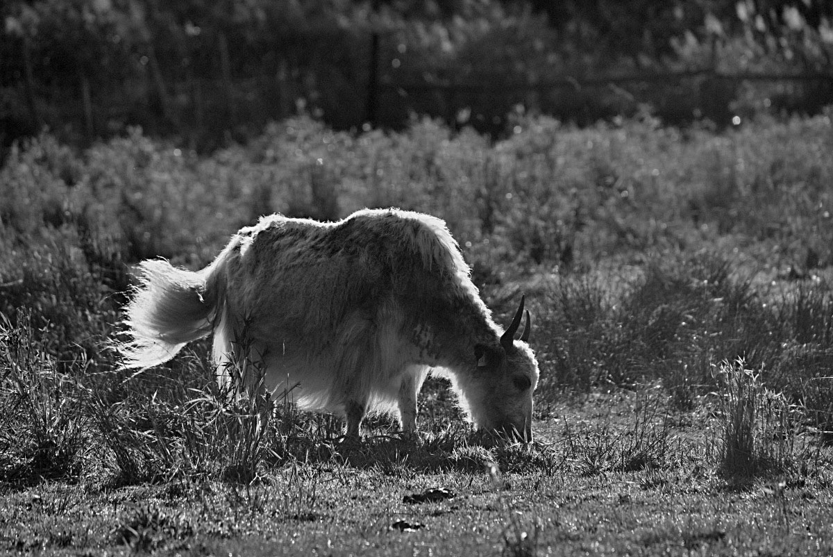 Yak BW_bearbeitet-1.jpg