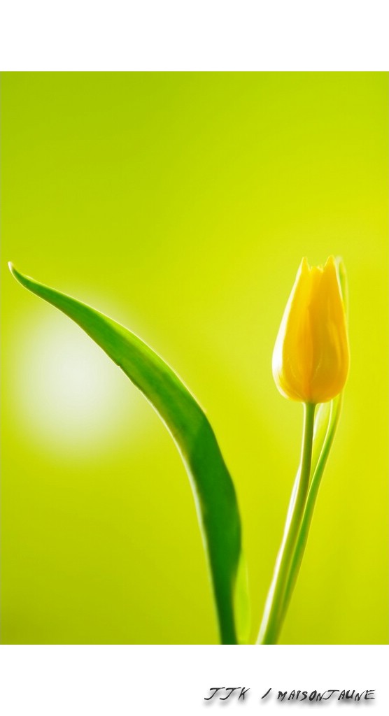 Yellow tulip in green