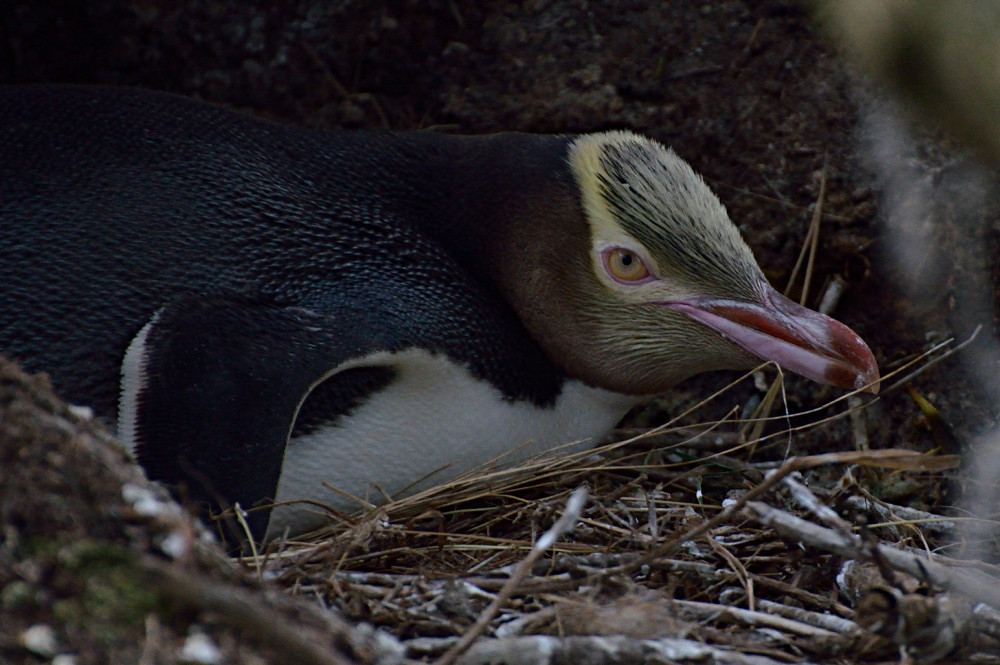 Yelloweye-Pinguin