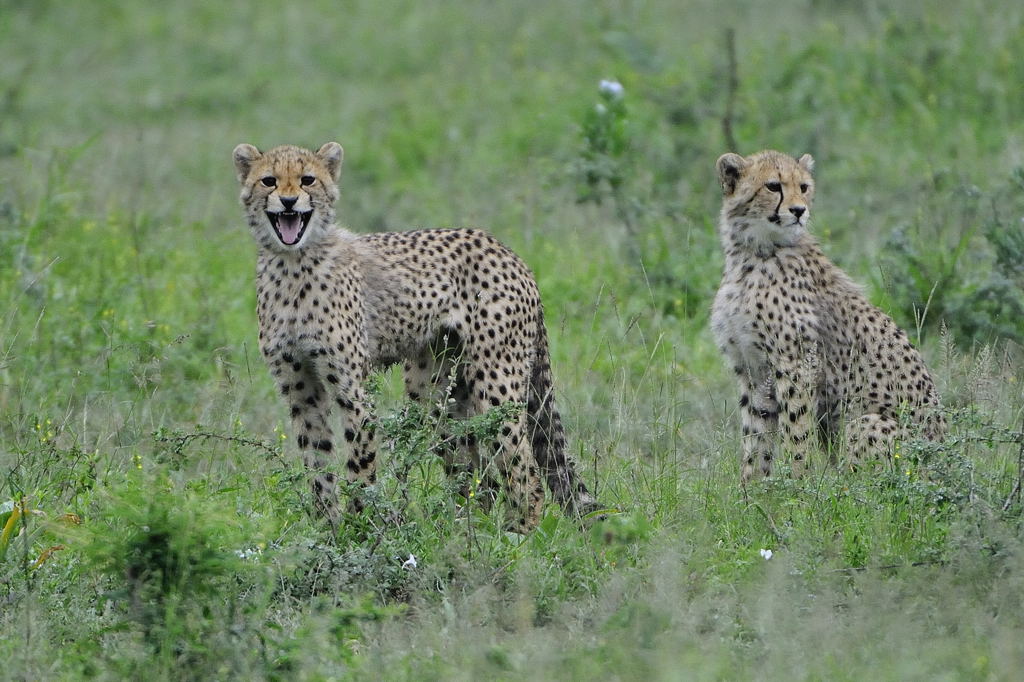 Young Cheetah