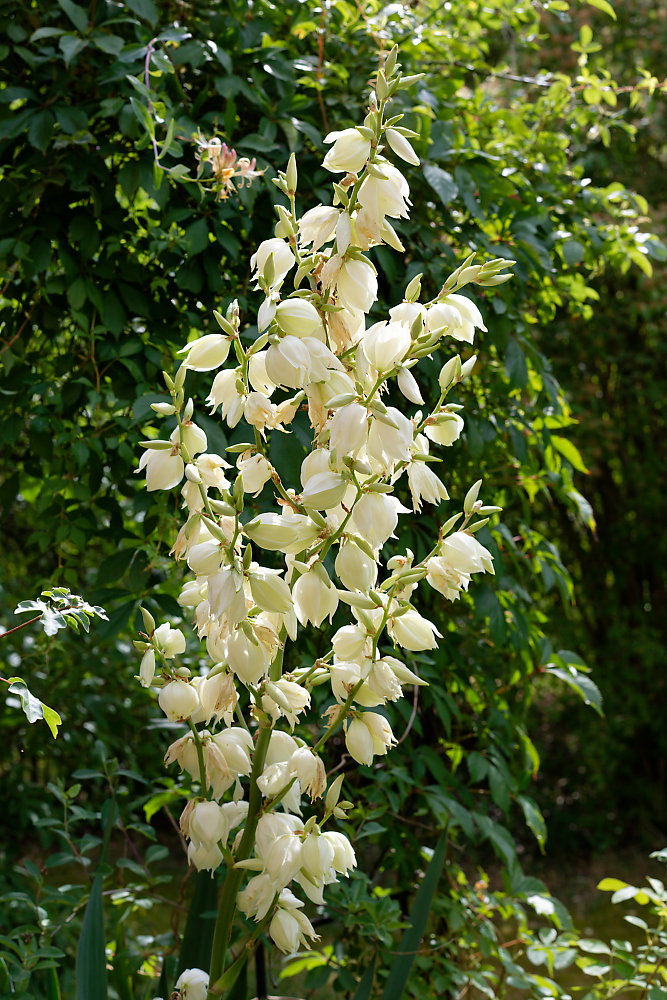 Yucca.jpg