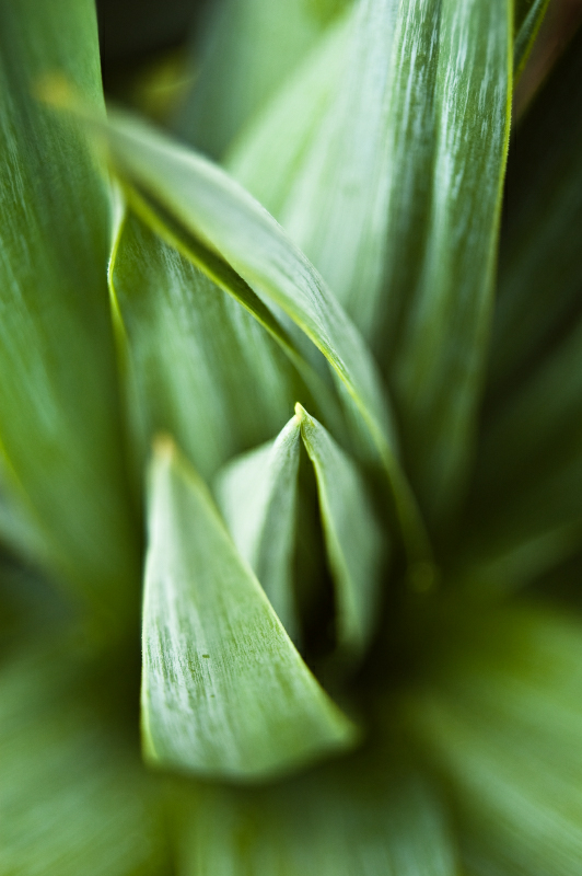 Yucca recurvifolia Hoch