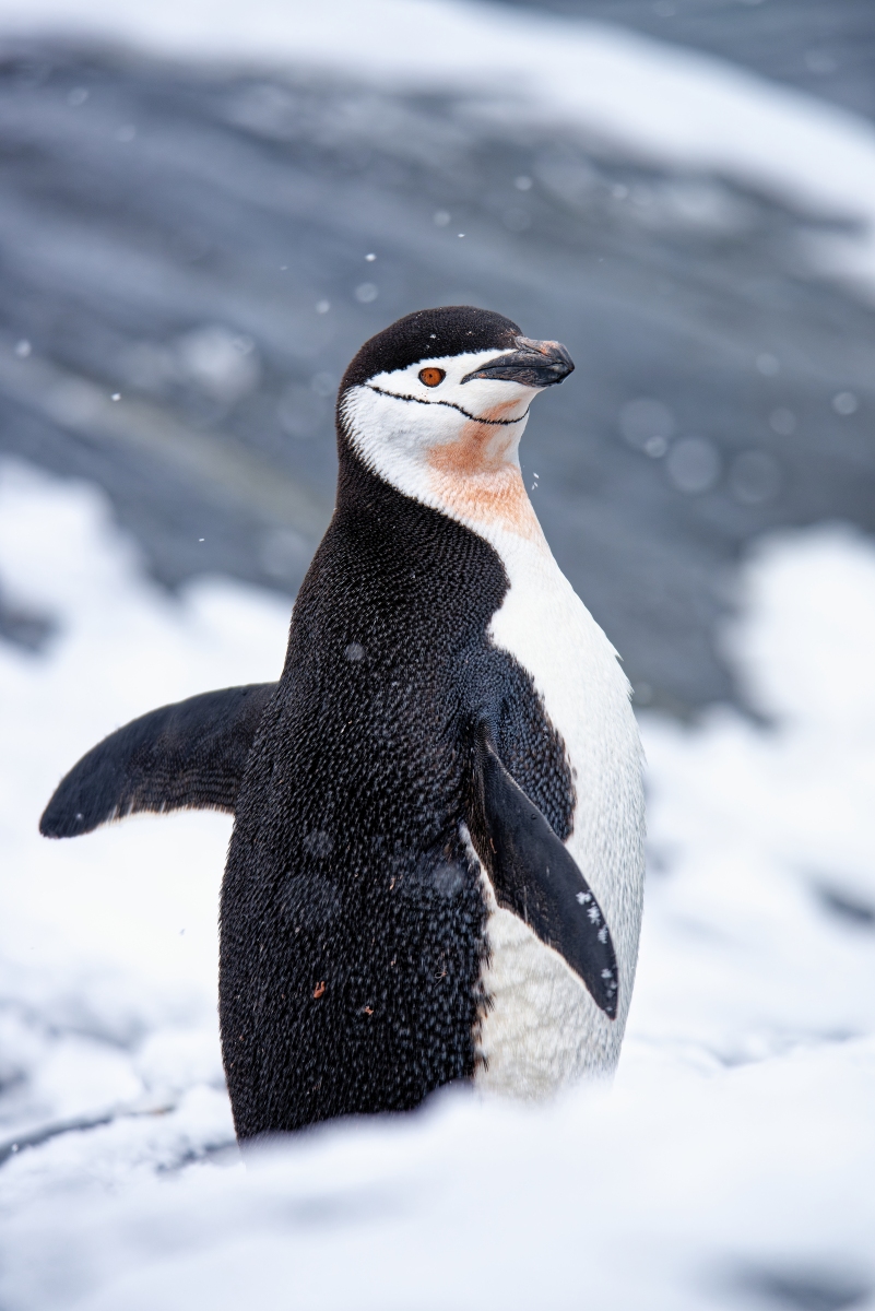 Zügelpinguin.jpg