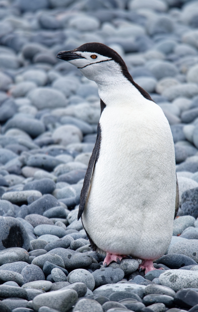 Zügelpinguin.jpg
