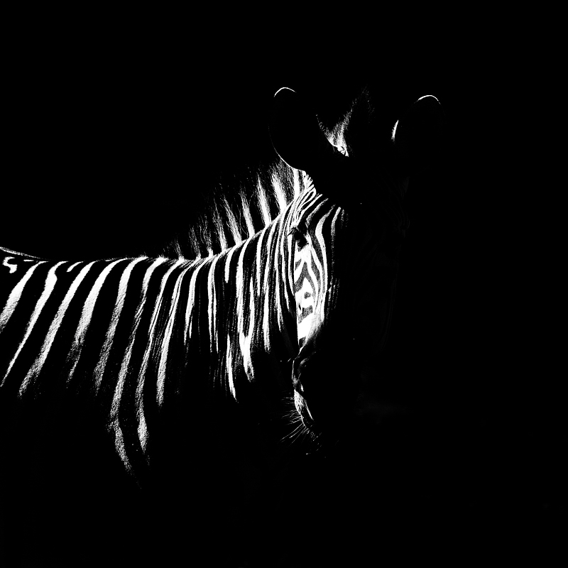 Z wie Zebra