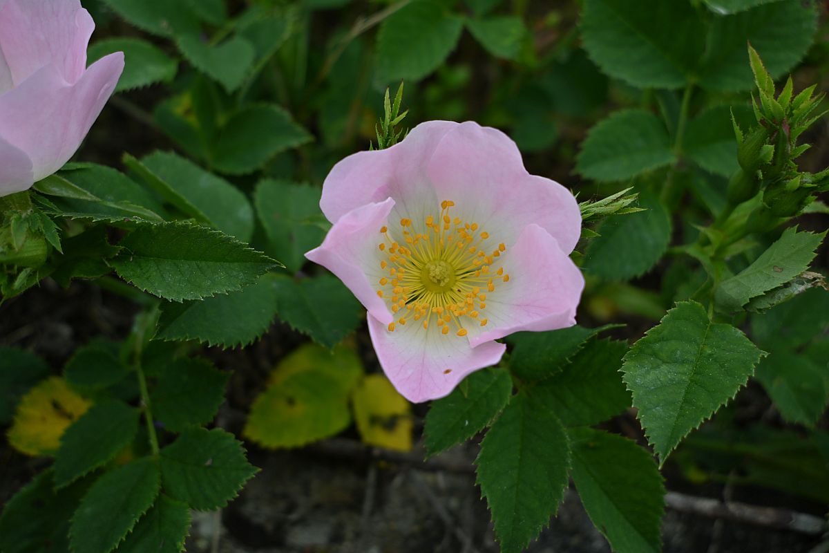 Z12-28_Test 2.jpg