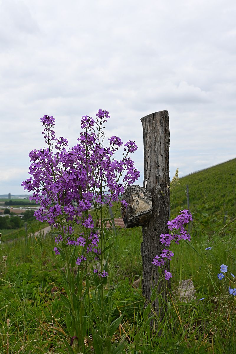 Z12-28_Test 6.jpg
