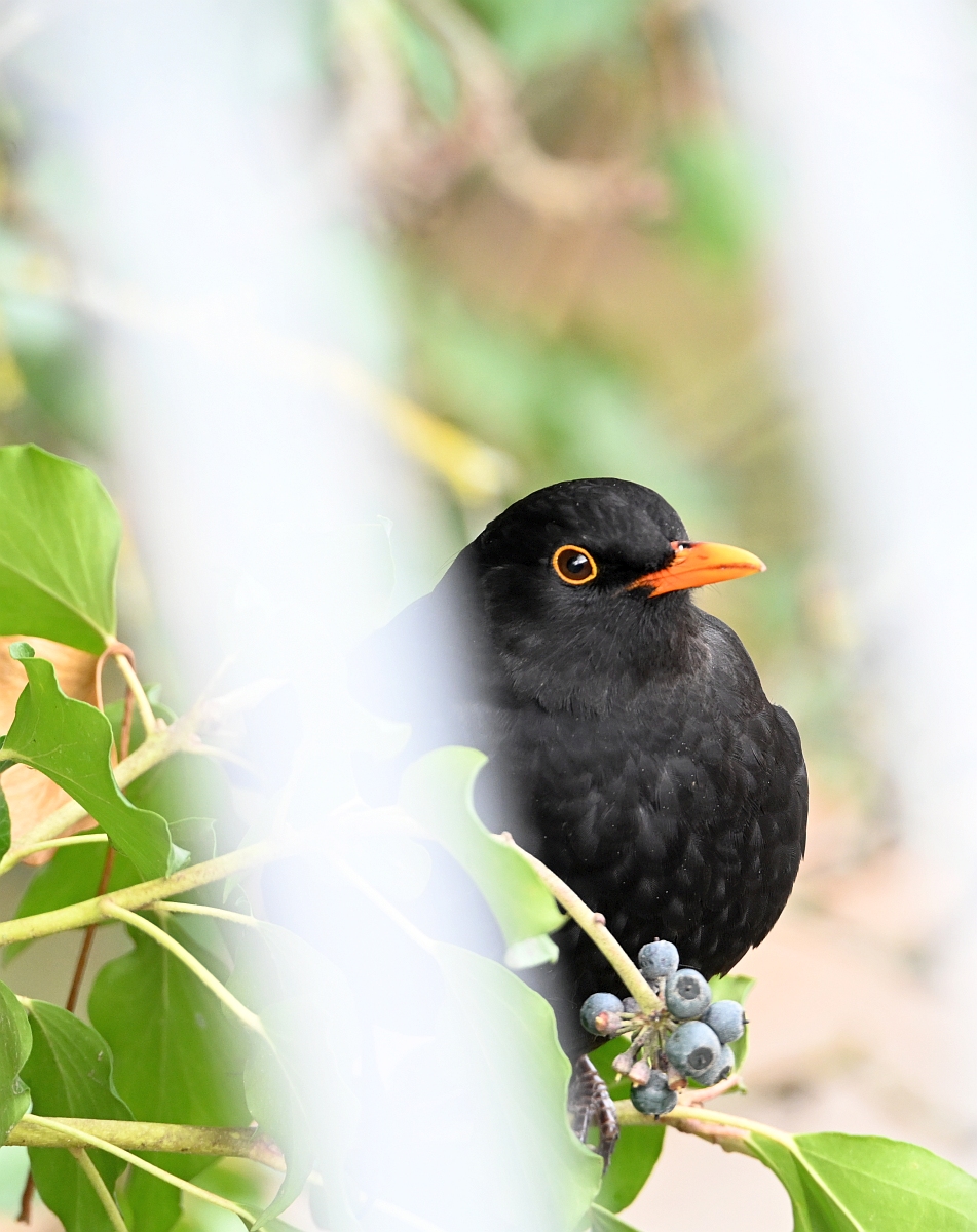 Z28-400_Amsel.jpg