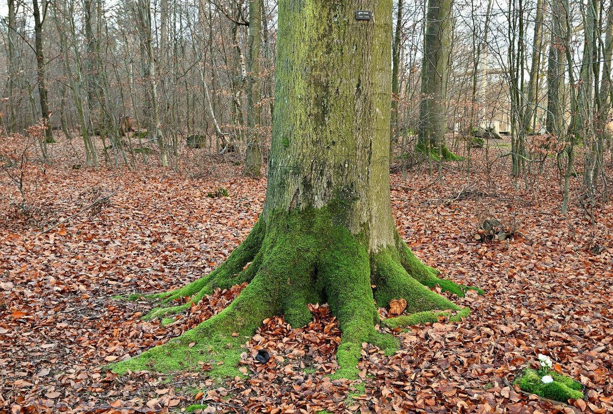 Z50_0136_01.JPG