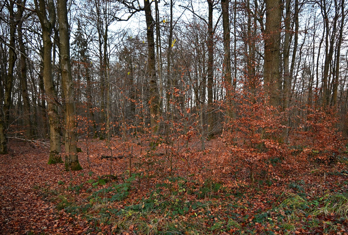 Z50_0140.JPG