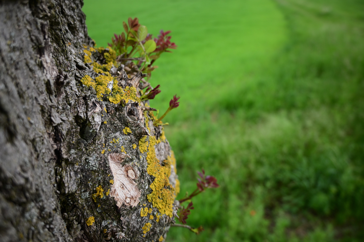 Z50_0477.JPG
