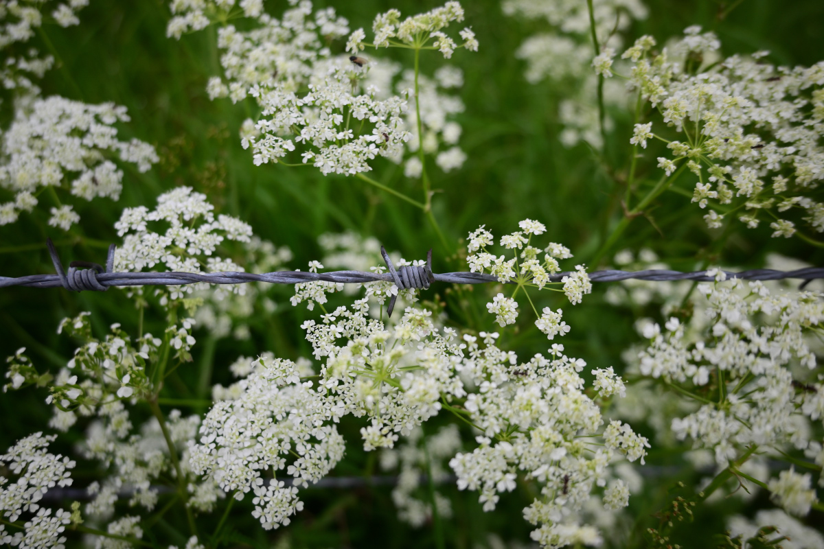 Z50_0519.JPG