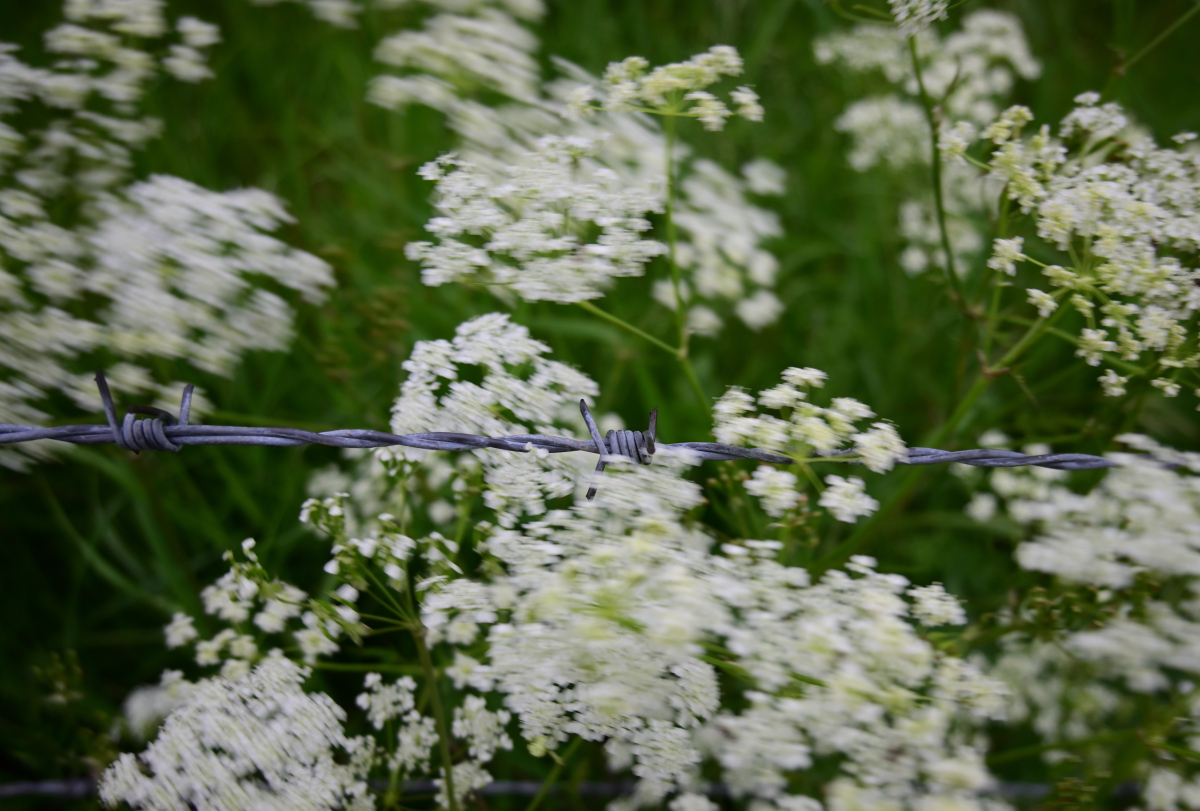 Z50_0530.JPG