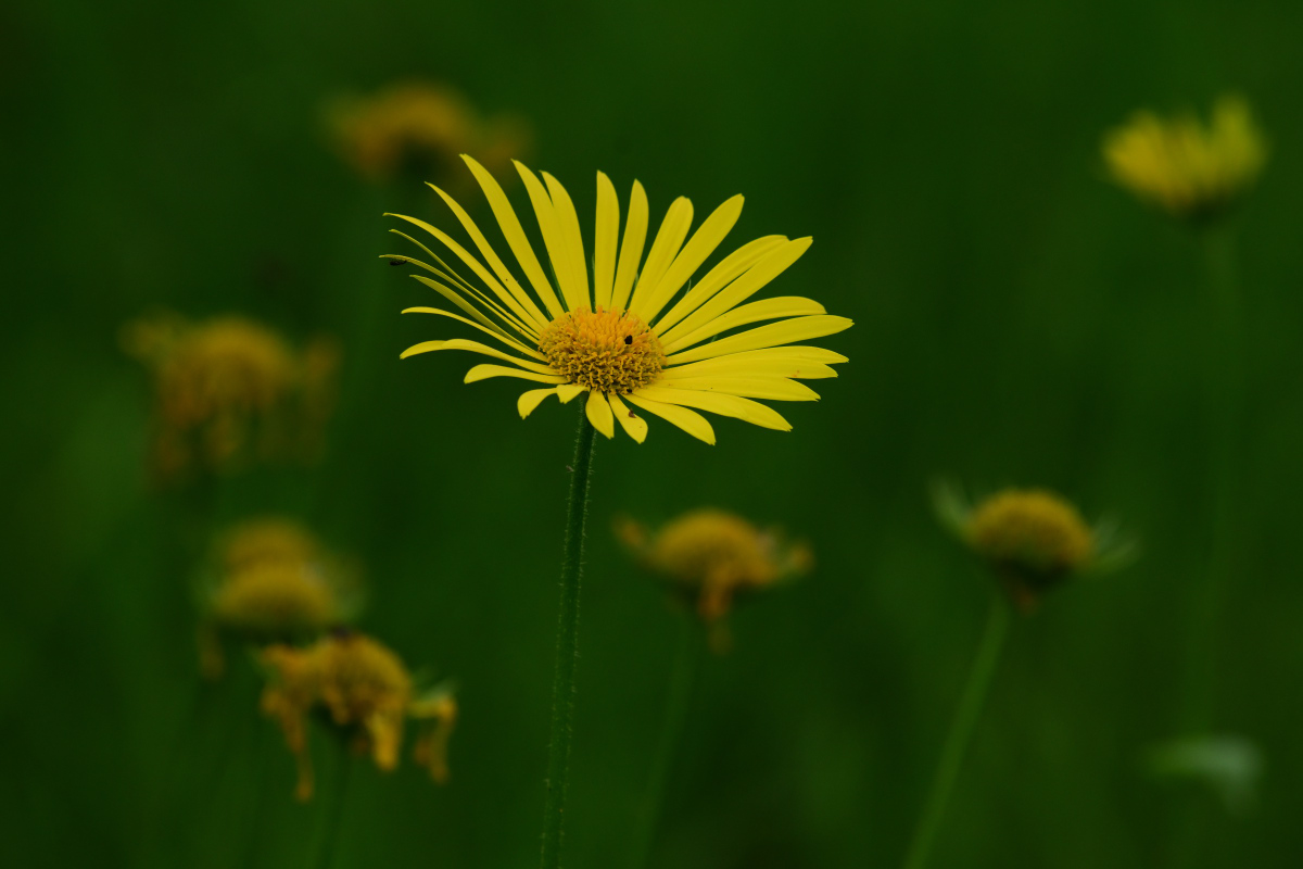 Z50_0549.JPG