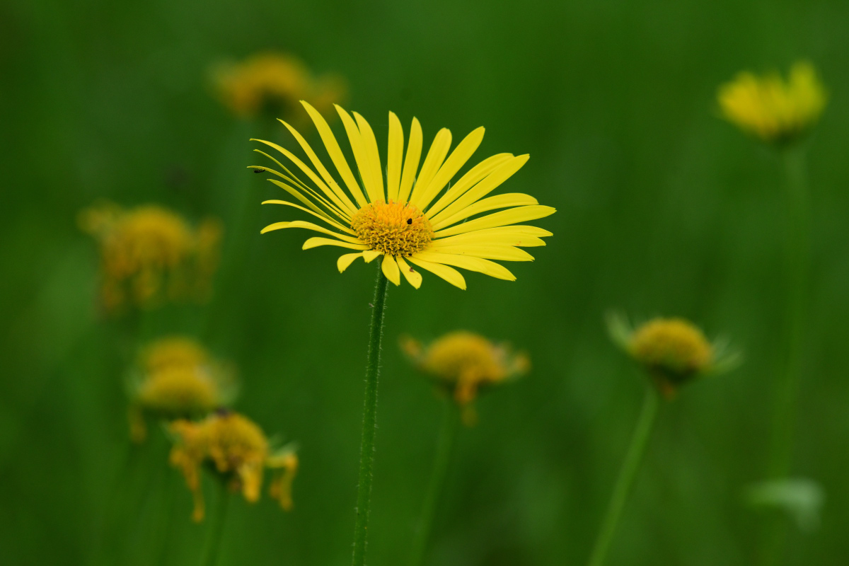 Z50_0549.JPG