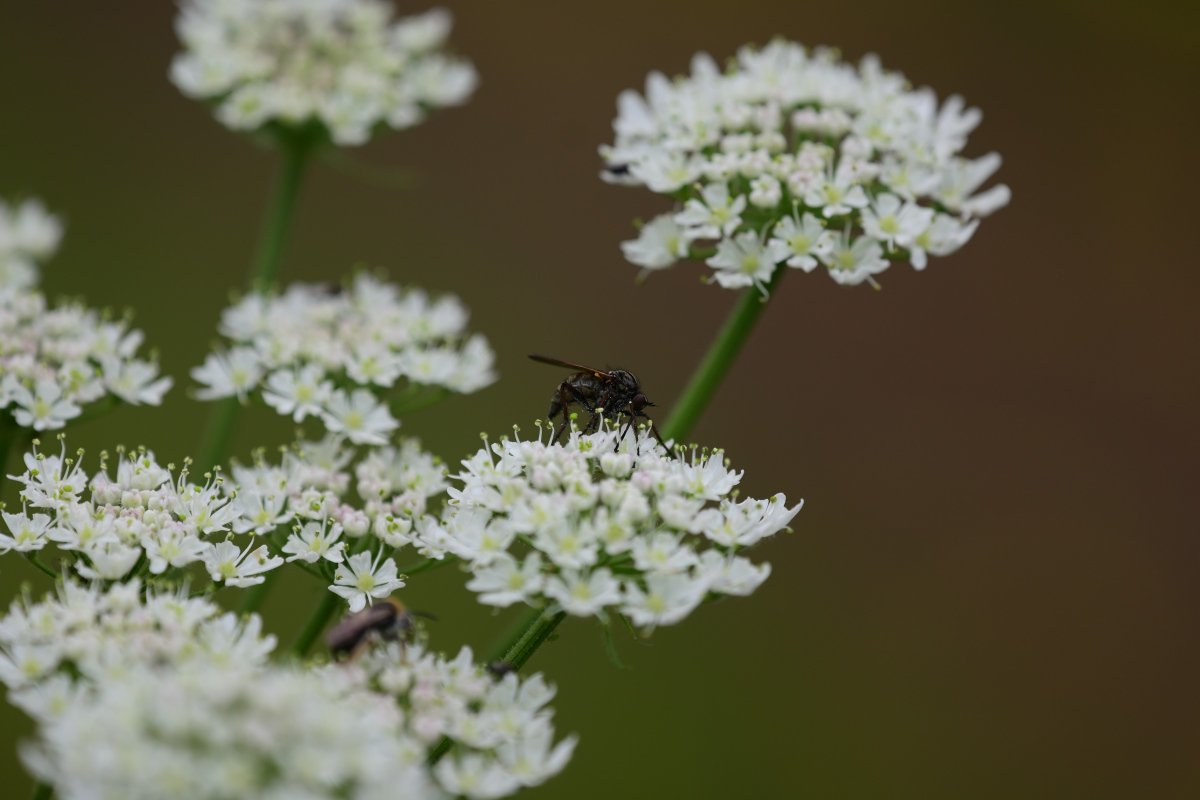Z50_0557.JPG