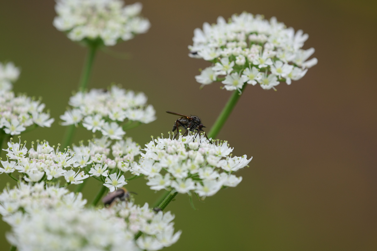 Z50_0557.JPG