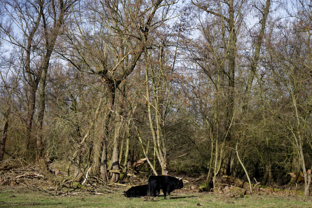 Z50_0903_DxO.jpg