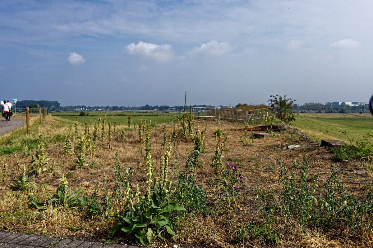 Z50_1698_DxO.jpg
