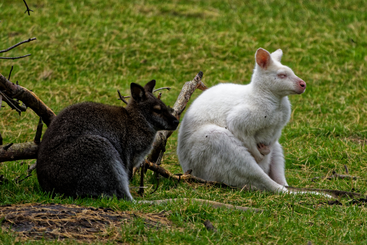 Z50_1830_DxO.jpg