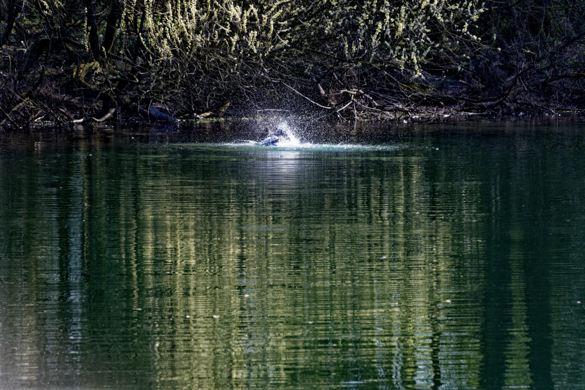 Z50_2385_DxO.jpg