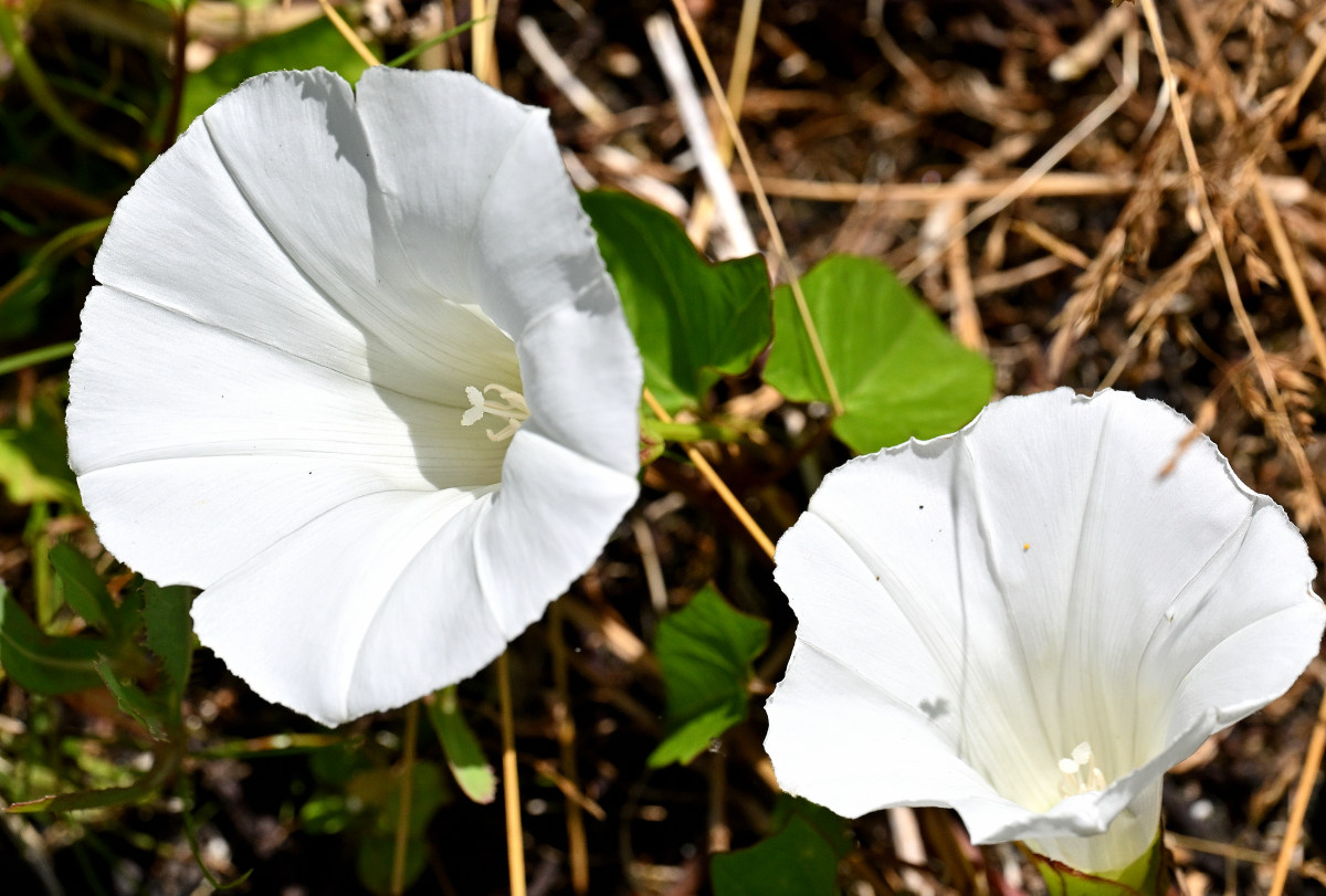 Z50_4946.JPG